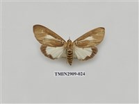 藏品(圓端擬燈蛾)的圖片